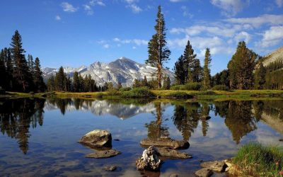 Pemilihan Tanaman Untuk Revegetasi Tambang