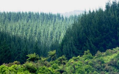 Revegetasi Mine Closure Langkah Nyata Kembalikan Fungsi Lahan