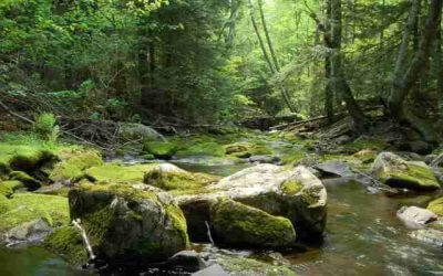 Memaksimalkan Kontraktor Jasa Rehabilitasi DAS