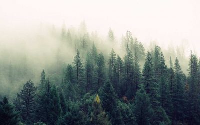 Mengenal Macam-Macam Pelayanan Jasa Pelaksana Reboisasi Hutan