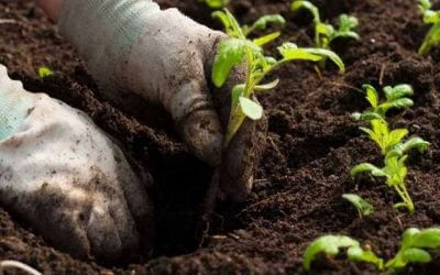 Pentingnya Jasa Reboisasi Hutan Untuk Lingkungan Hidup