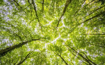 Memilih Kontraktor Reboisasi Hutan sebagai Solusi Penanaman Kembali Hutan yang Gundul