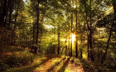 Supply Benih dan Bibit Tanaman Kehutaan atau MPTS