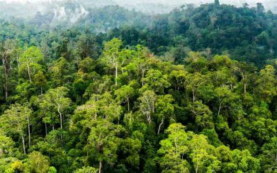 Udara Makin sejuk! Ini Pentingnya Rehabilitasi Hutan