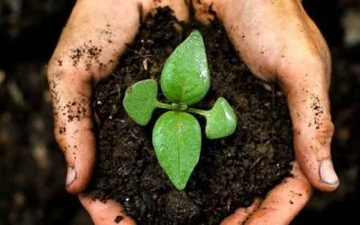 Apa Itu Top Soil? Lapisan Tanah yang Subur