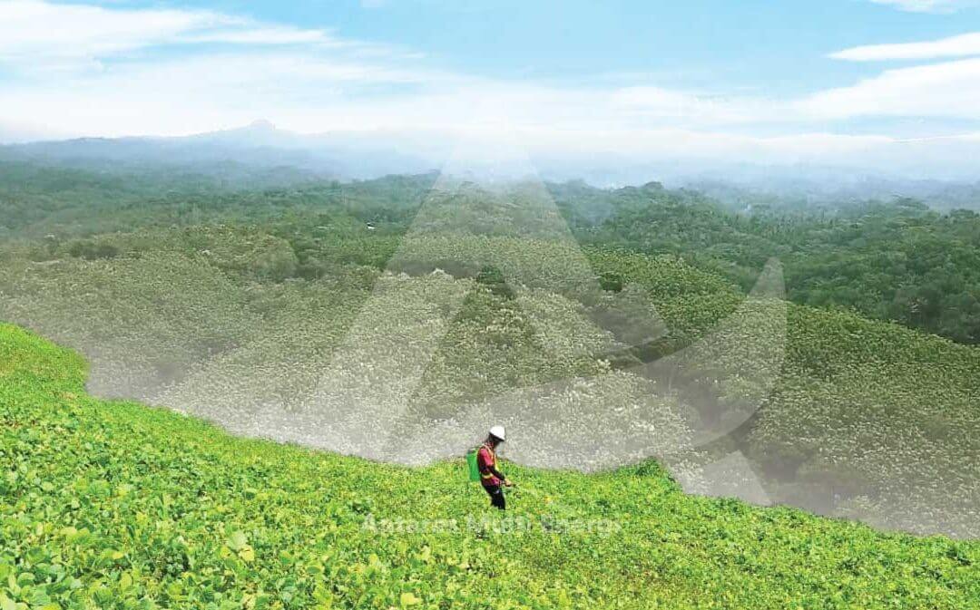 Peran Penting Bioremediasi Lahan Untuk Lingkungan Yang Subur