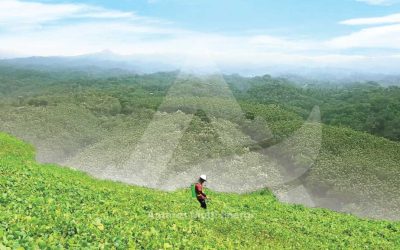 Peran Penting Bioremediasi Lahan Untuk Lingkungan Yang Subur