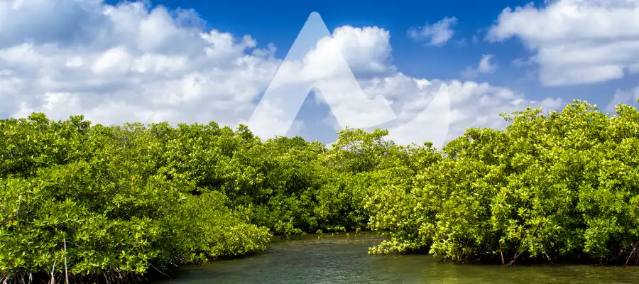 mangrove desktop