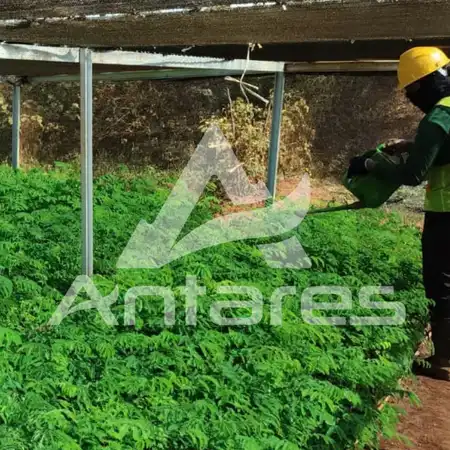 Nursery Antares